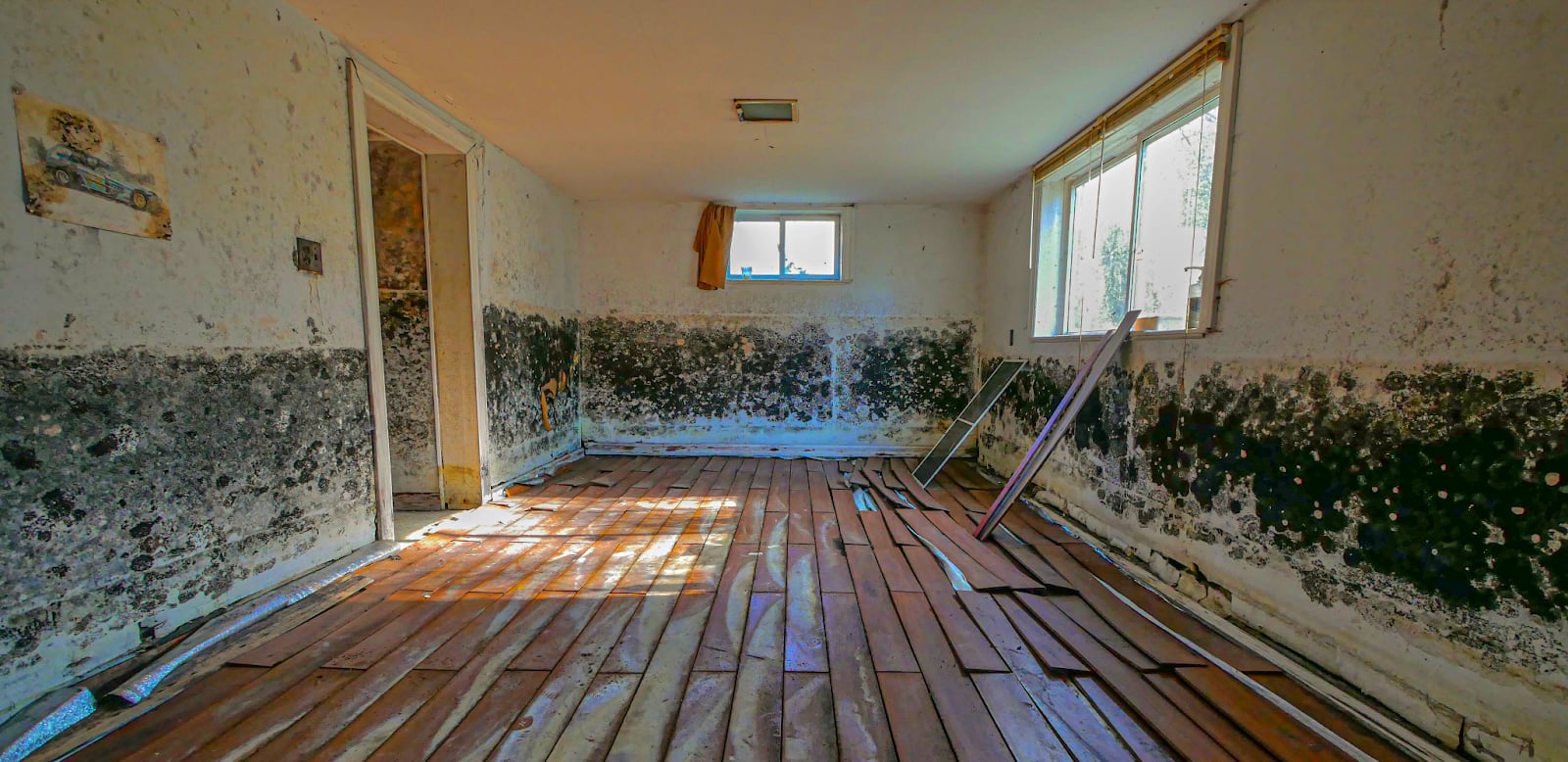 Mr Mold Inspector work photo