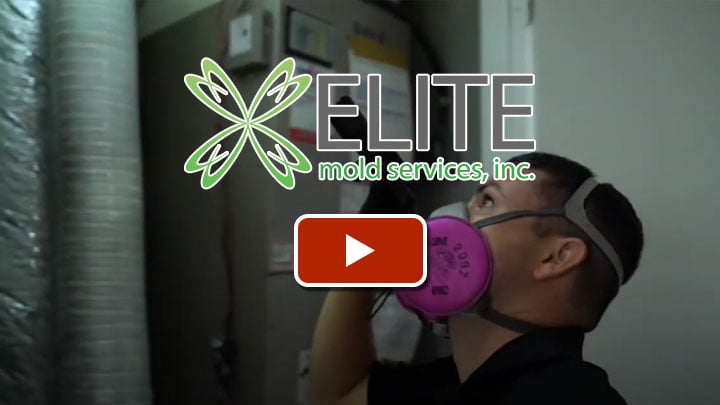Elite Mold Services cover photo