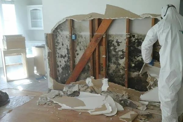 Mold Removal Buffalo Ny cover photo