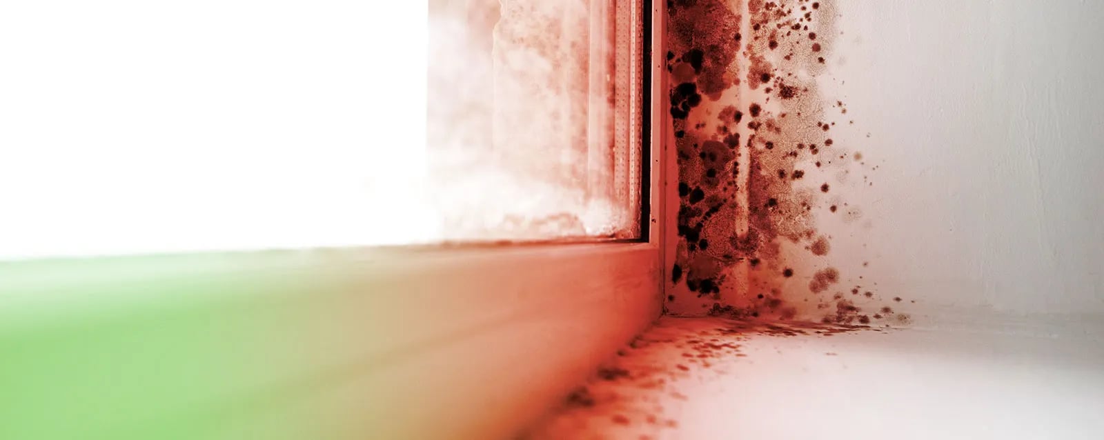 Illinois Mold Eradicator work photo