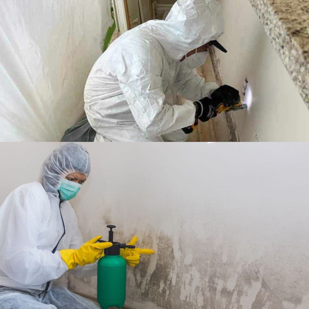 Mold Remediation Tampa Guys cover photo