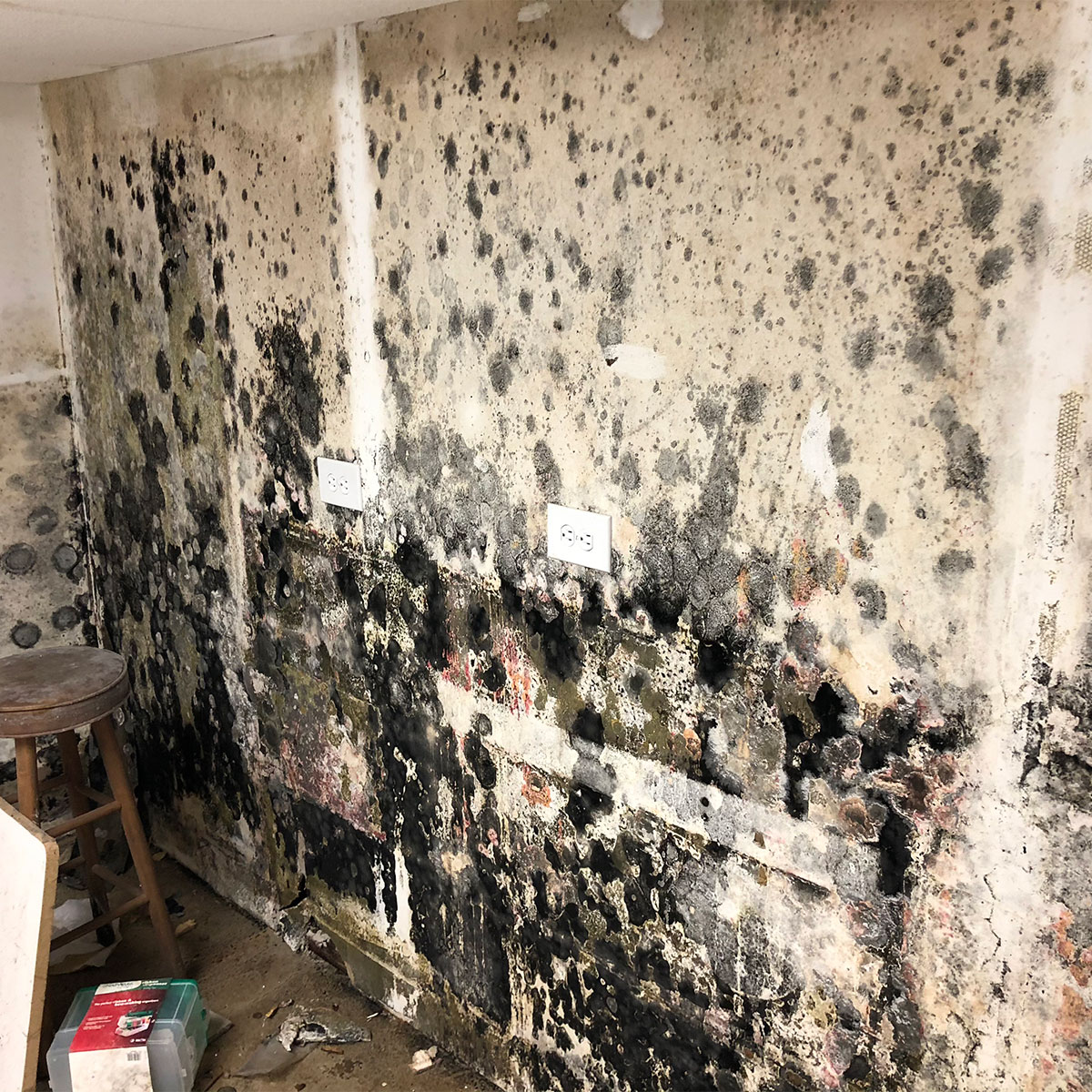 Protocol Mold Testing cover photo