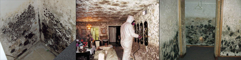 Virginia Beach Mold Removal Pros | Black Mold Remediation Experts Of  SoCal cover photo