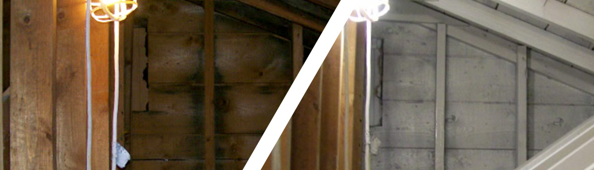 Certified Mold Inspection and Remediation Services cover photo