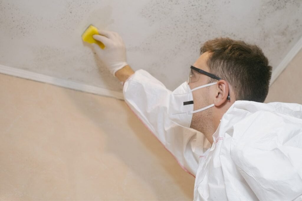 Seattle Mold Solutions cover photo