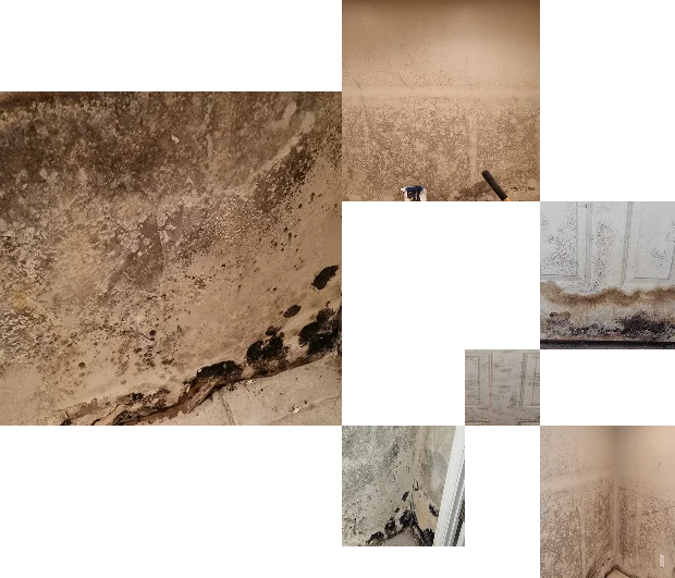 Mold Professions MN cover photo