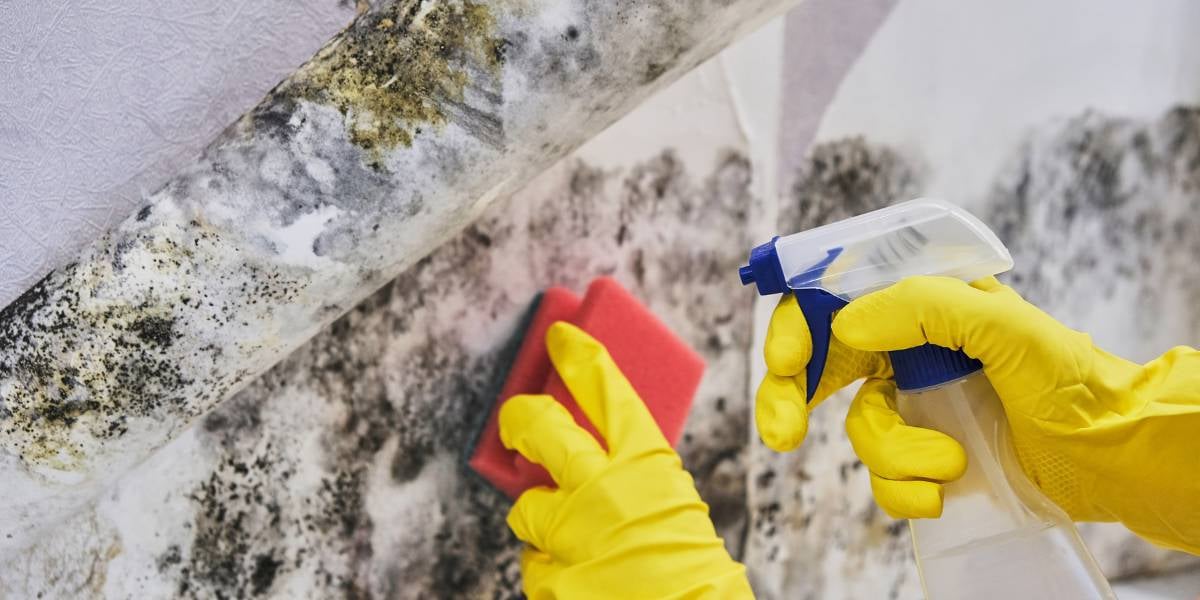 Mold Remediation Free Estimate Morrow, GA cover photo