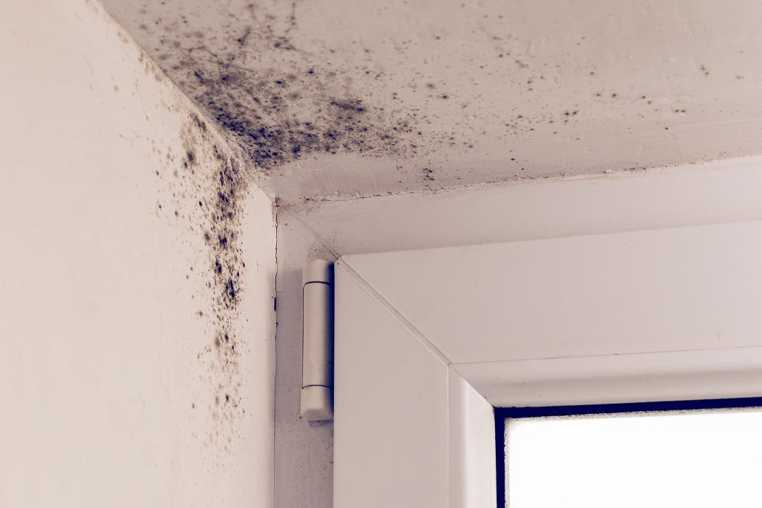 Mold Inspection of Texas, LLC work photo