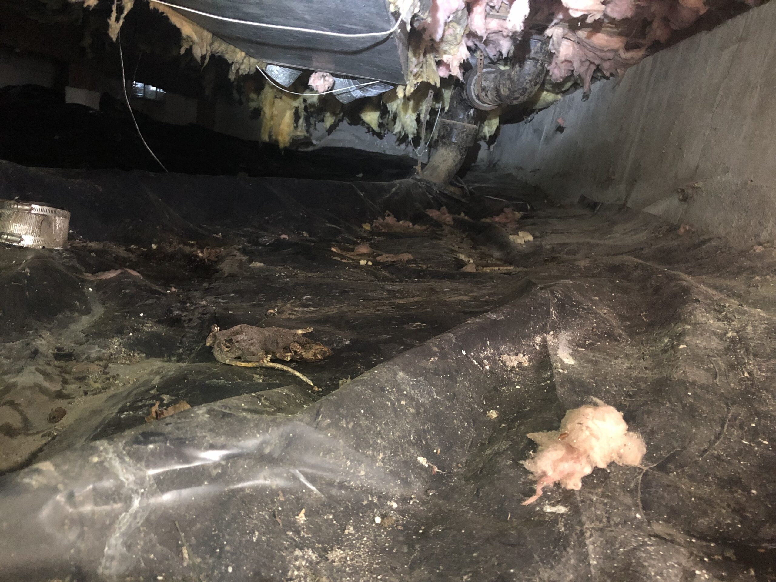 Tacoma crawlspace cleaning cover photo