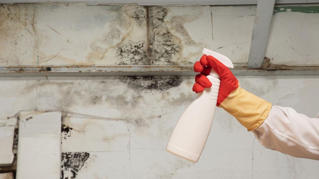 Pittsburgh Mold Removal Solutions work photo