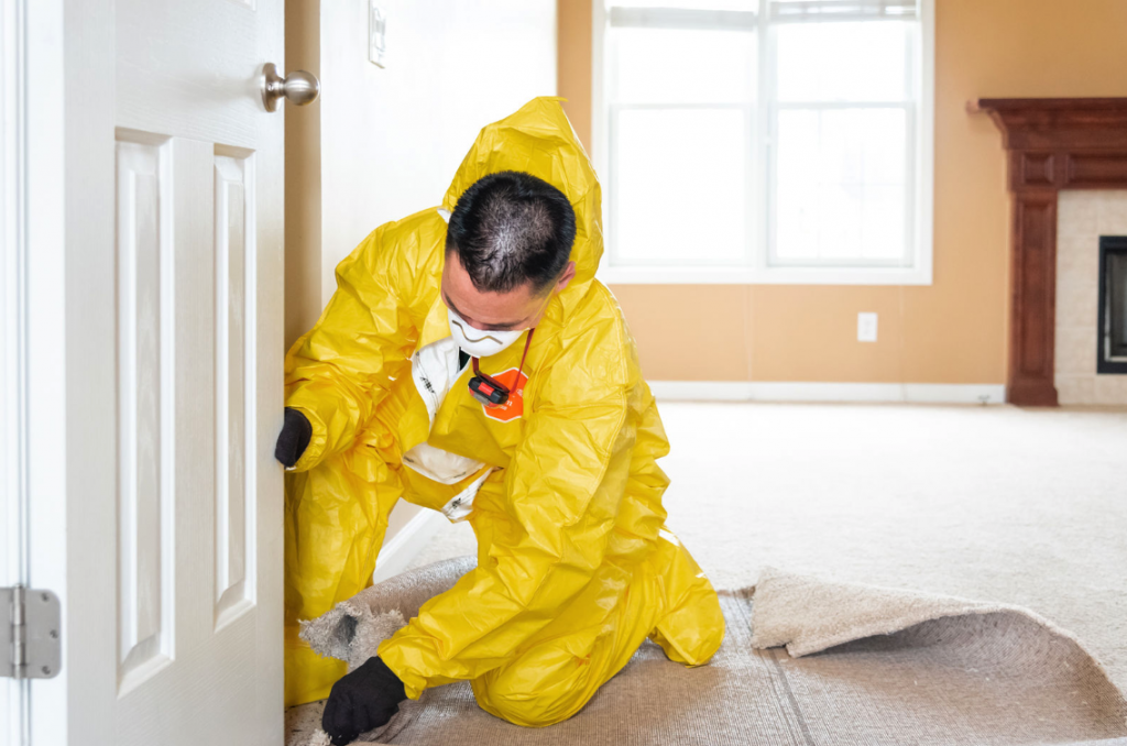 The Mold Removers cover photo