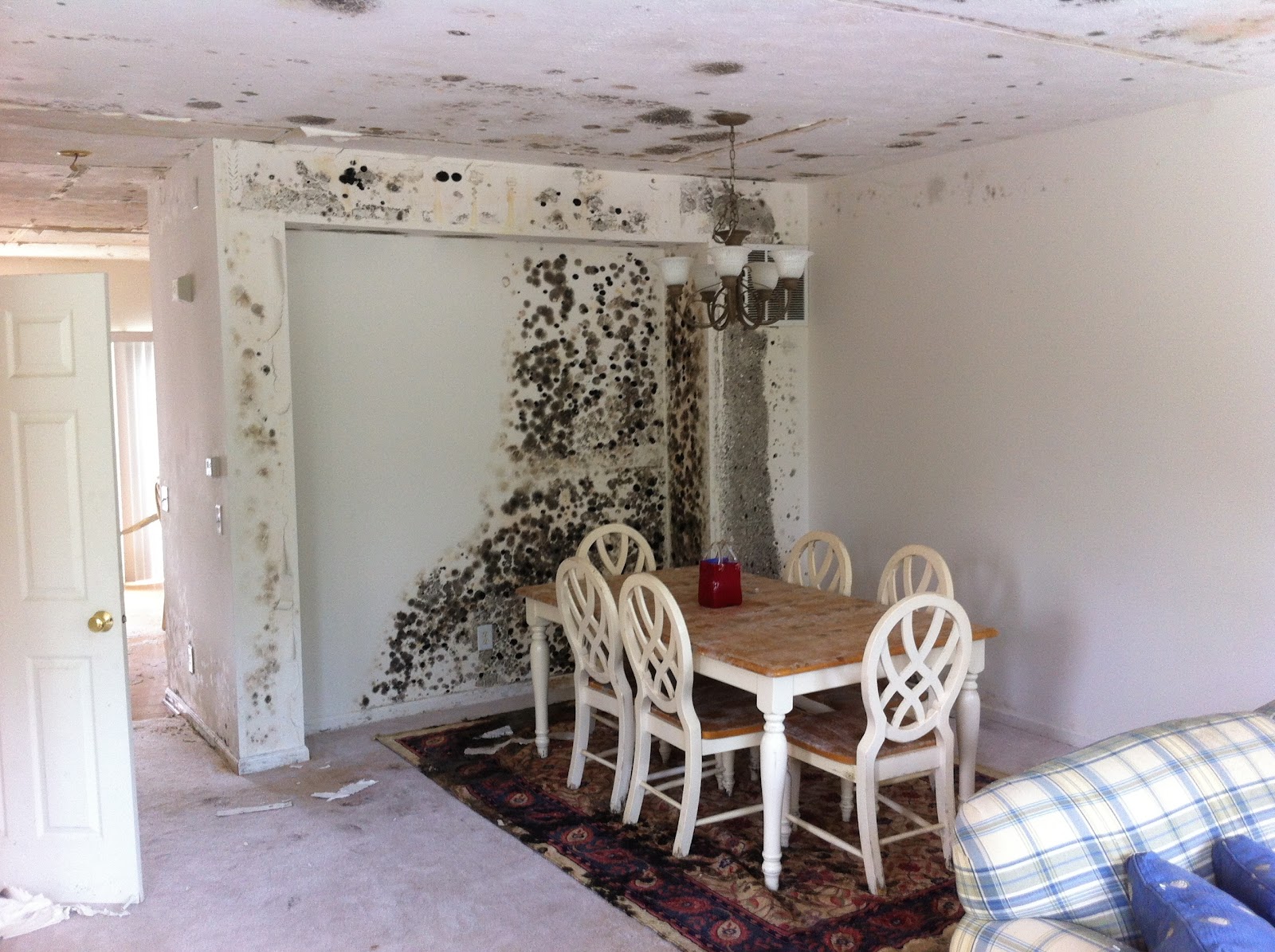 Indiana Mold Remediation cover photo