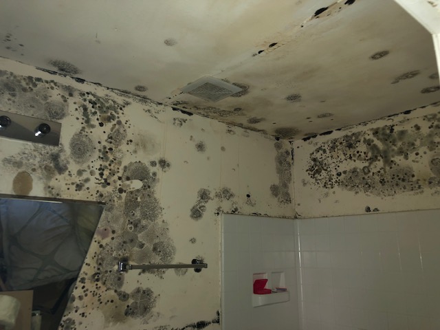 Mold Inspection of Texas, LLC work photo