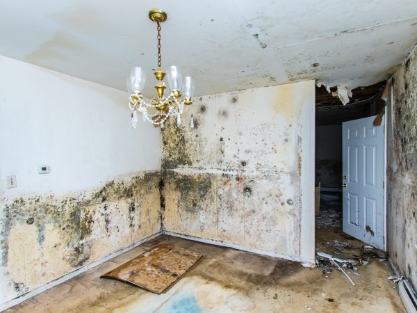 Pristine Mold & Water Damage Restoration cover photo