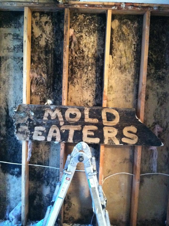 MoldEaters work photo