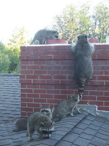 Sleep Easy Chimney Service work photo