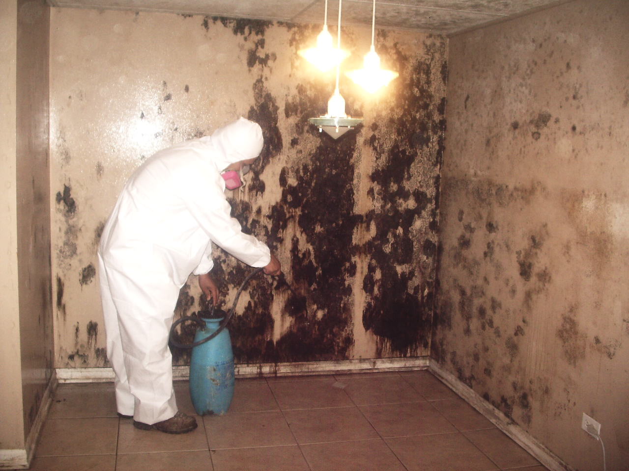 Reliant Mold Testing work photo