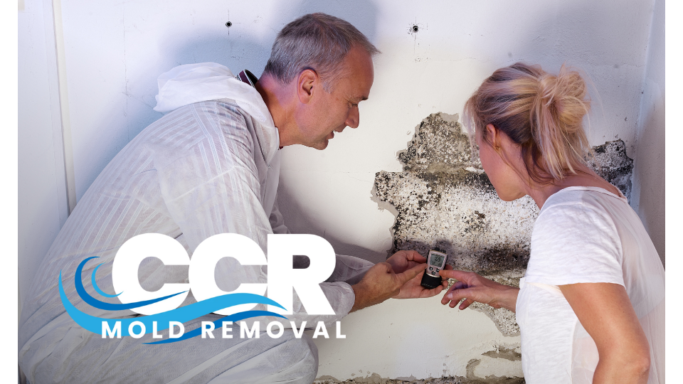 CCR Mold Removal work photo