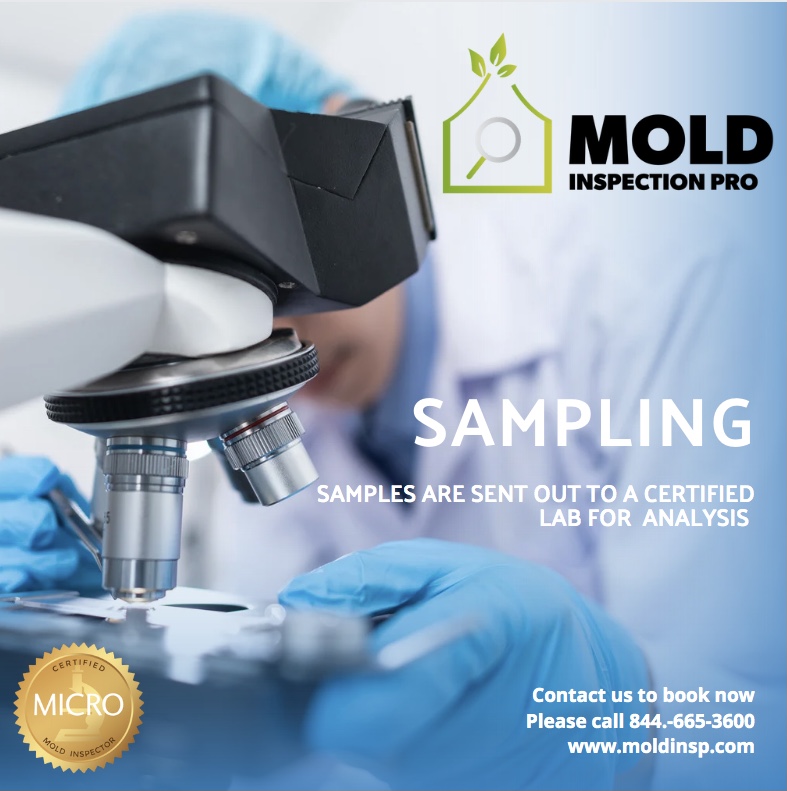 Mold Inspection Pro work photo