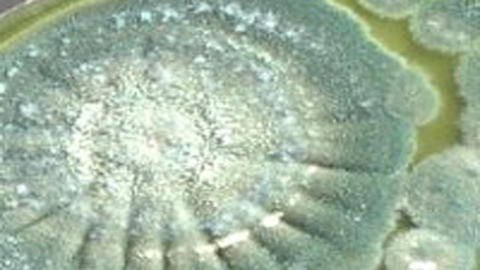 Advanced Mold Testing and Remediation Services cover photo
