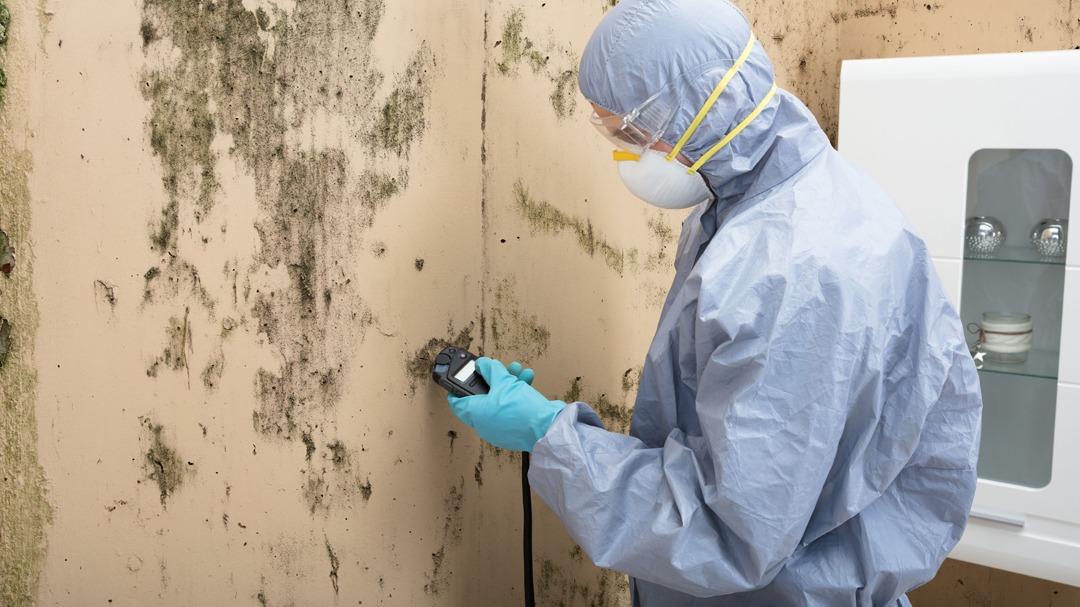 CLS Mold Testing cover photo