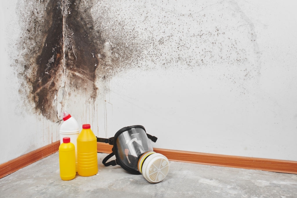 Serclean | Mold Removal New Orleans LA work photo