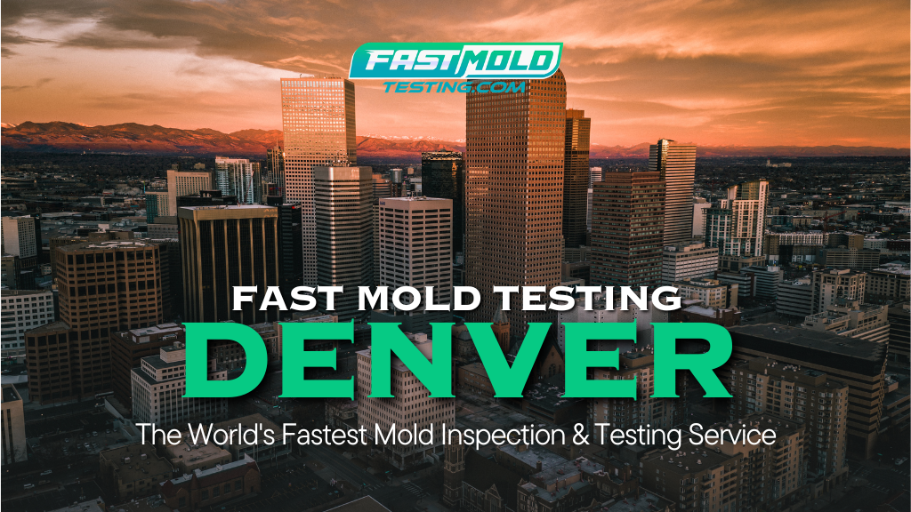 Fast Mold Testing - Denver cover photo