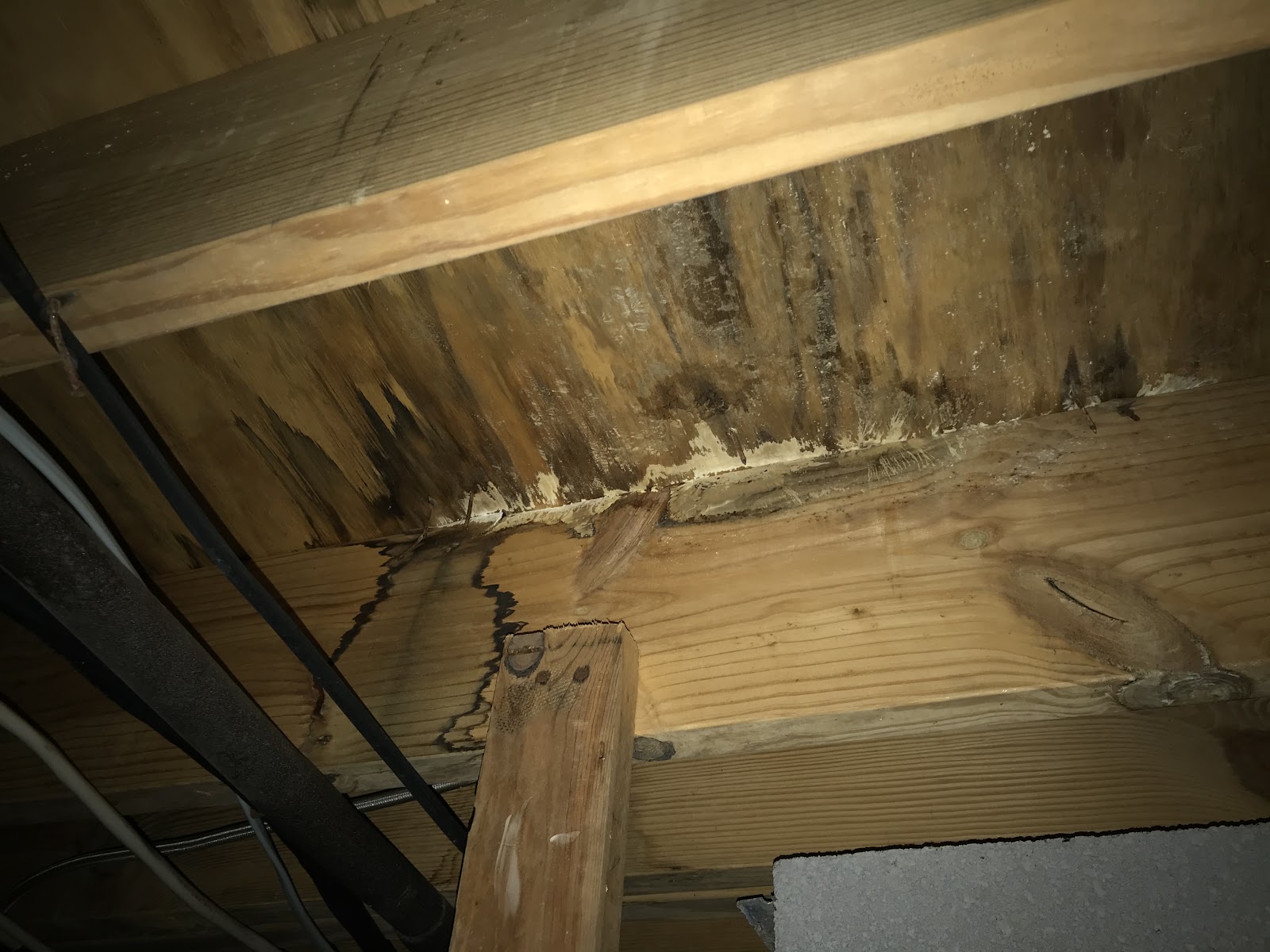 Atlanta Mold cover photo