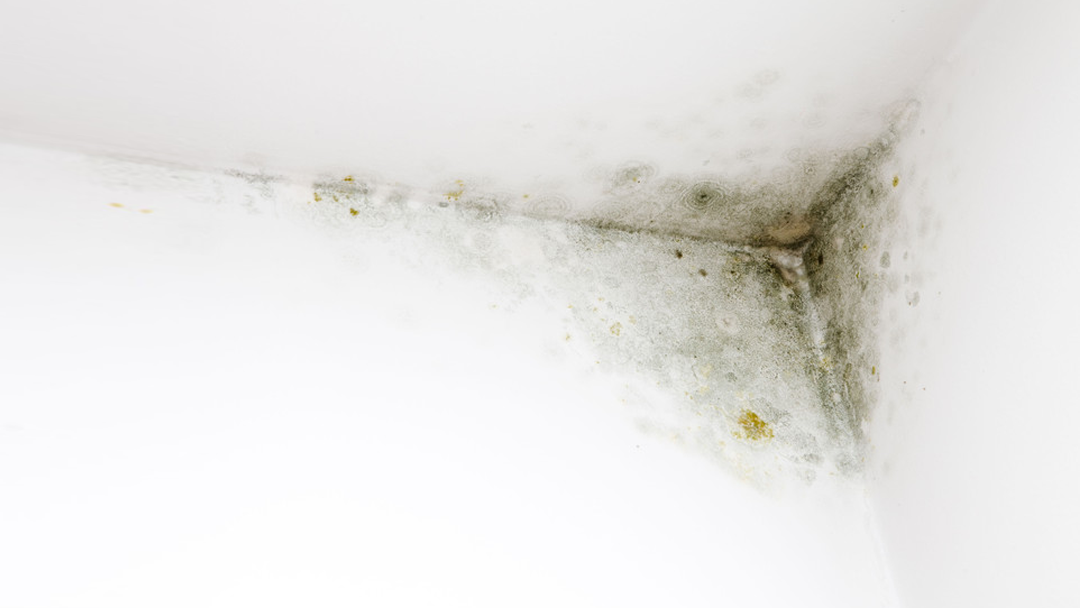 Comprehensive Mold Management, LLC work photo