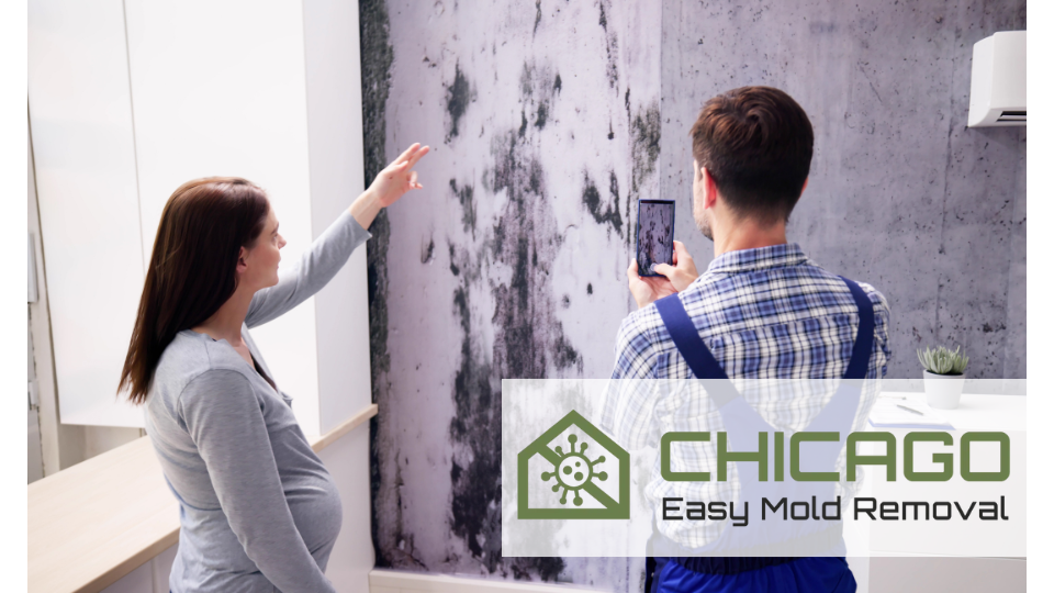 Chicago Easy Mold Removal work photo