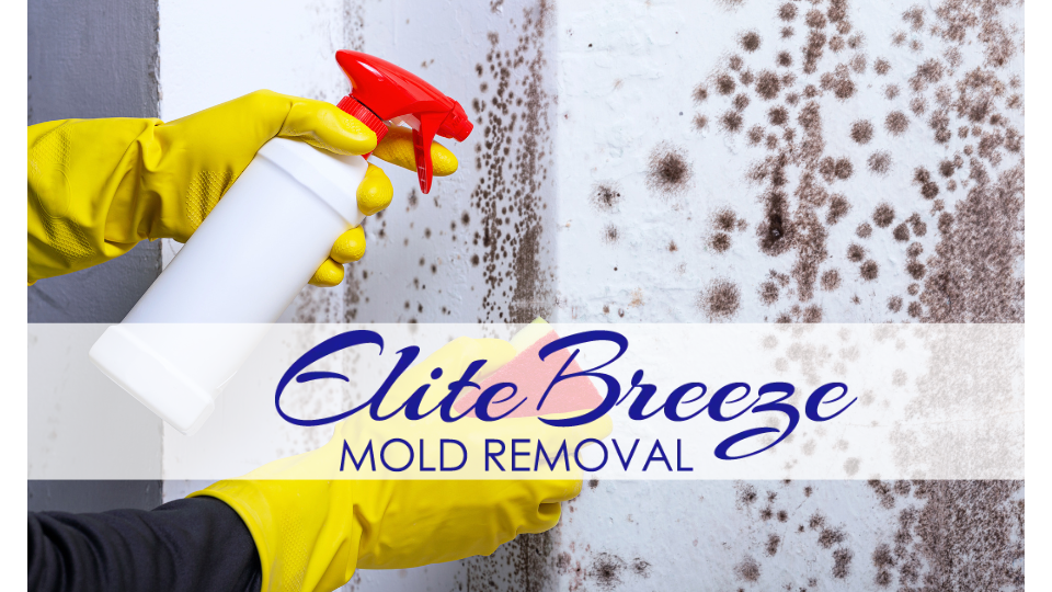 Elite Breeze Mold Removal work photo
