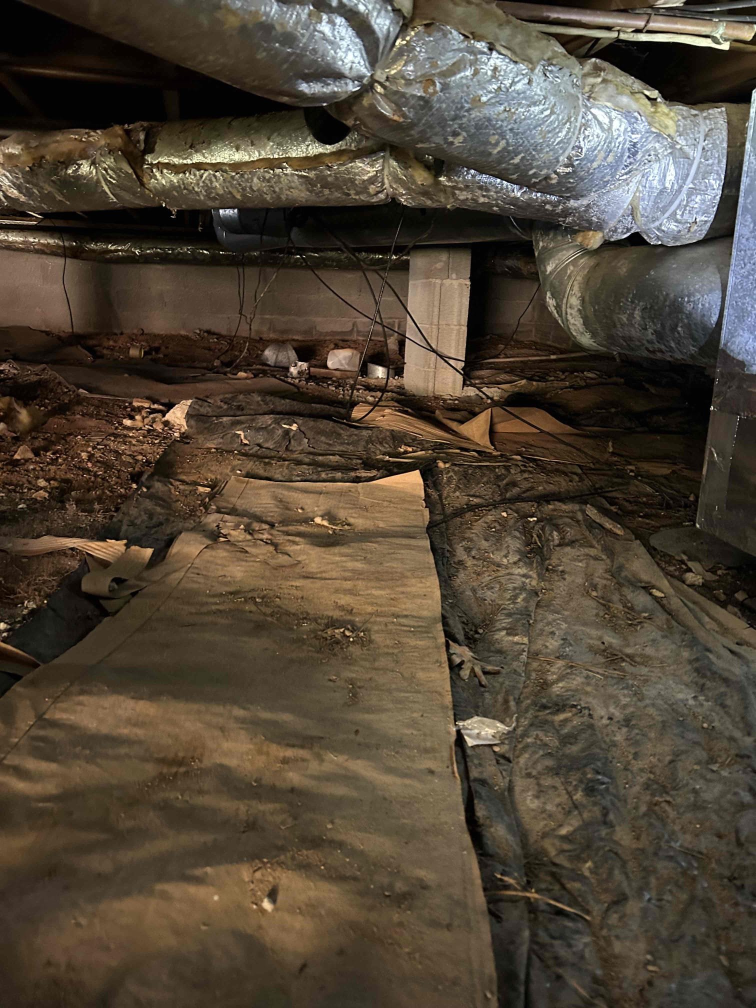 Atlanta Mold Remediation & Cleanup Services | Mold Removal & Testing cover photo
