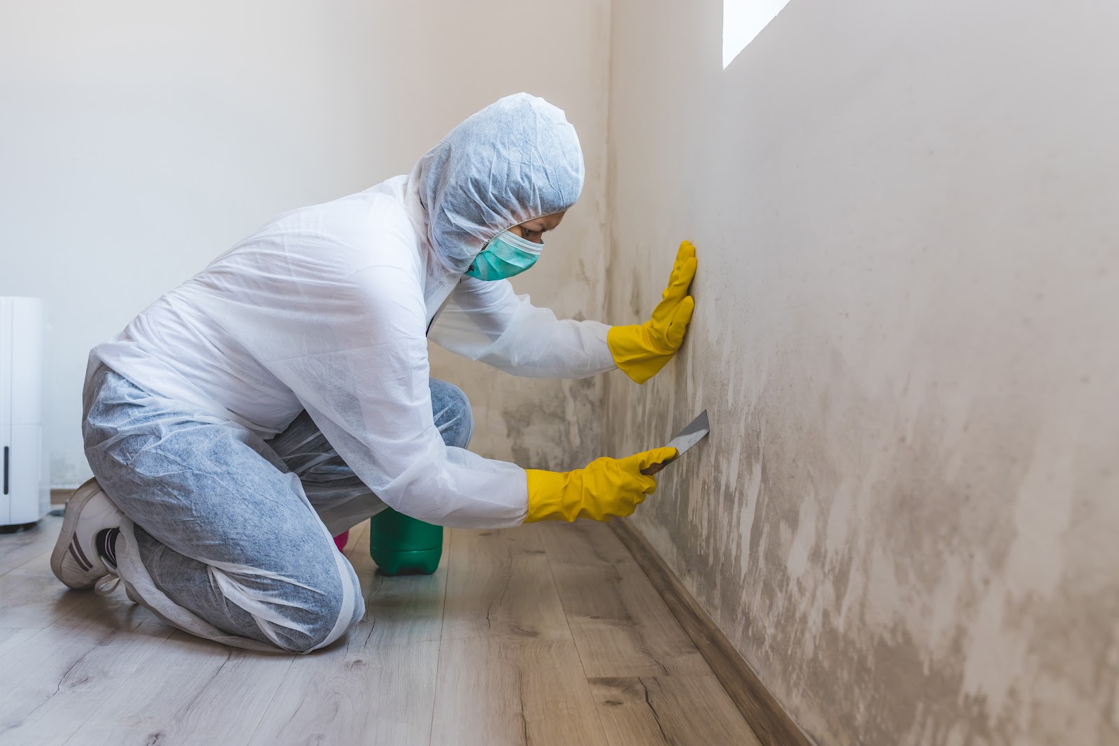 Mold Masters cover photo