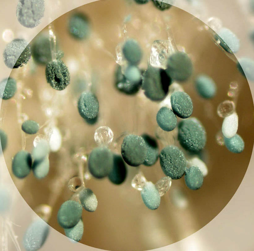 Envirotest - Mold and Air Quality Analysis work photo