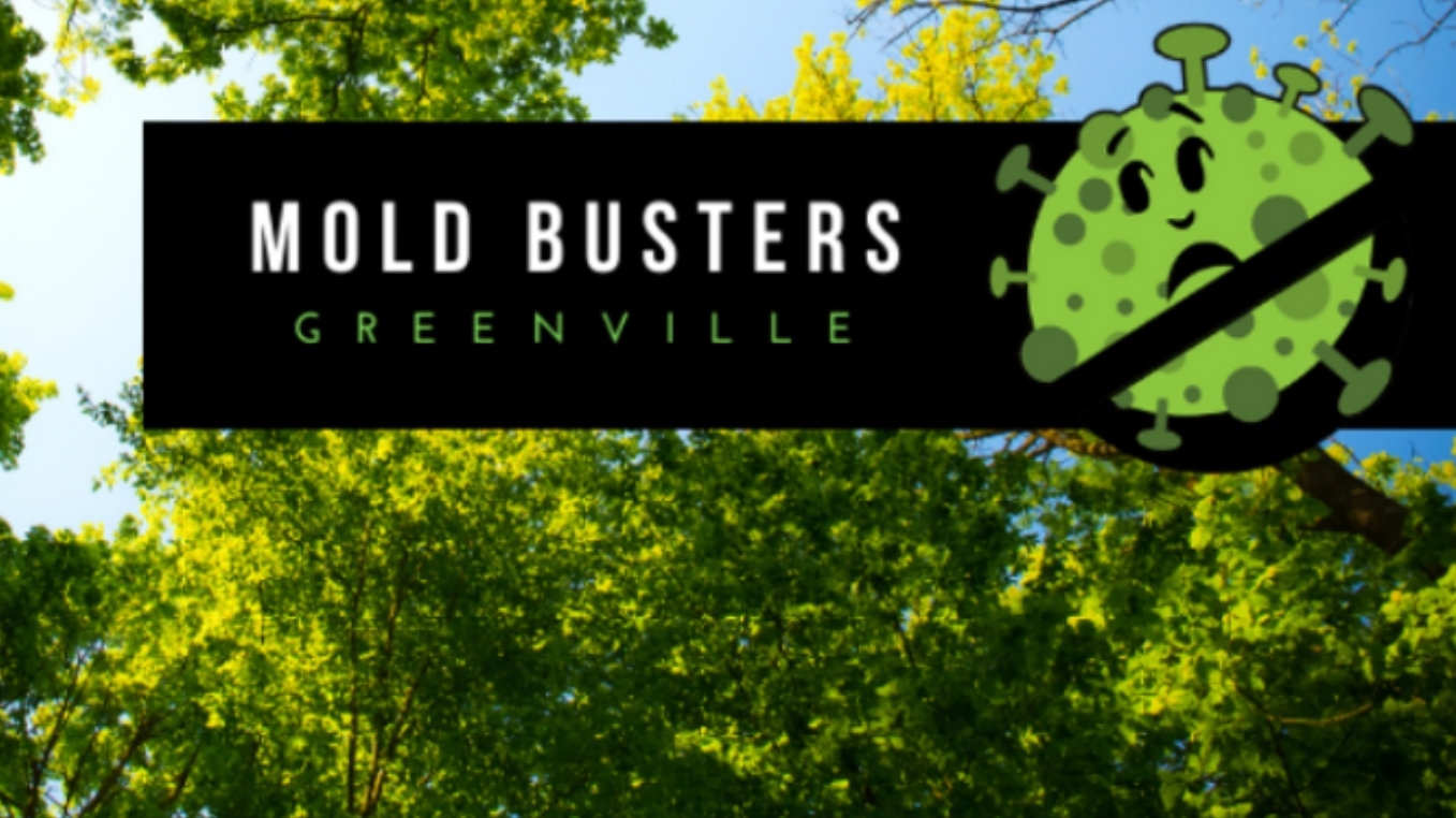 Mold Busters Greenville cover photo