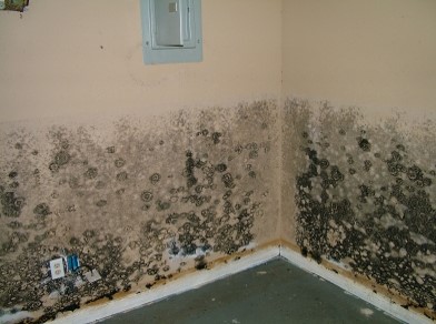 Tampa Bay Mold Testing work photo